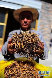 虫草新闻爆料,揭秘虫草市场乱象与真相