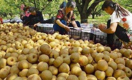 砀山最新吃瓜爆料视频曝光,视频曝光惊人内幕 第2张 砀山最新吃瓜爆料视频曝光,视频曝光惊人内幕 第2张